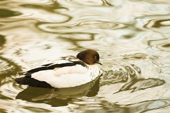 canard_a_criniere_01-2 null
