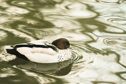 canard_a_criniere_02-2 null