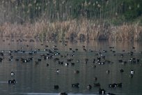 canards_07