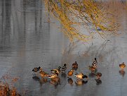 canards_08