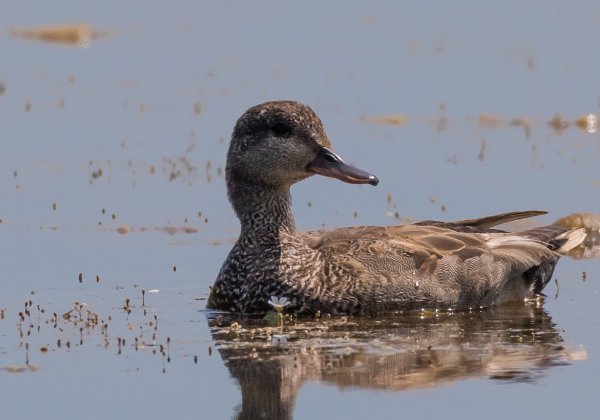 Canard Chipeau