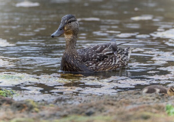 Canard Colvert