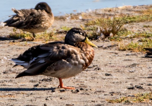 Canard Colvert