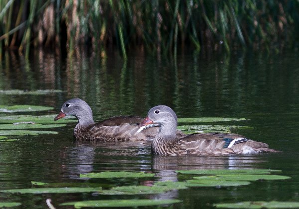 Canard Mandarin