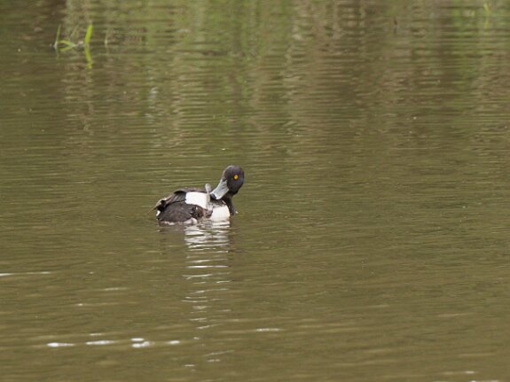 Canard Souchet