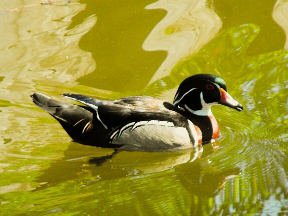Canard carolin