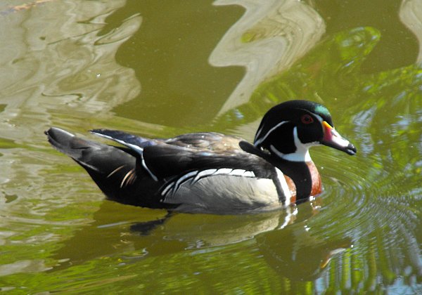 Canard carolin