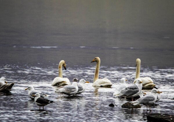 Cygne chanteur