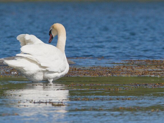 Cygne tubercule