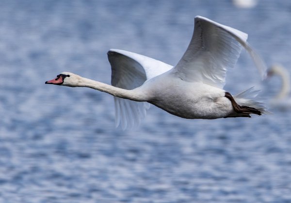 Cygne tubercule