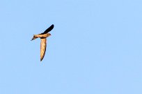 Bradfield's Swift (Martinet de Bradfield) Du côté d'Omaruru