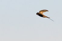 Common Swift (Martinet noir) Sossusvlei et Sesriem