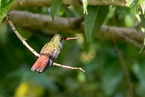 Amazilia tzacat l(Ariane à ventre gris) Turrialba - Costa Rica