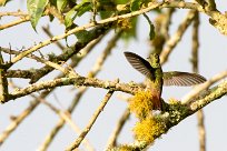 Amazilia tzacatl (Ariane à ventre gris) Turrialba - Costa Rica