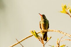 Colibrí gorjipúrpura (Colibri à gorge pourprée)_231205_5822-2 null