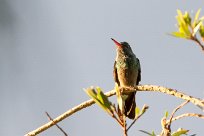 Colibrí gorjipúrpura (Colibri à gorge pourprée) Turrialba - Costa Rica