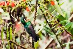 Colibrí gorjipúrpura (Colibri à gorge pourprée)_231205_5901-2 null