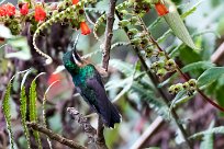 Colibrí gorjipúrpura (Colibri à gorge pourprée) Turrialba - Costa Rica