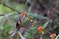 Colibrí gorjipúrpura (Colibri à gorge pourprée) Turrialba - Costa Rica