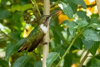 Colibrí gorjirrubí (Colibri à gorge rubis) Chirripo - Costa Rica