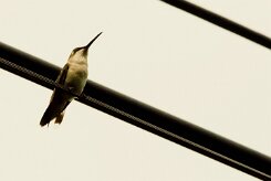 Colibri gorjirrubí (Colibri à gorge rubis)_231126_4578-2 null