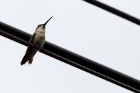 Colibri gorjirrubí (Colibri à gorge rubis) Managua - Nicaragua