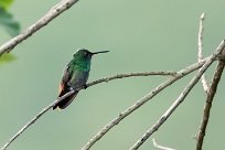 Colibrí patirrojo (Colibri à queue bronzée) Turrialba - Costa Rica