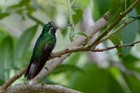 Colibrí ventricastaño (Colibri à ventre châtain) Chirripo - Costa Rica