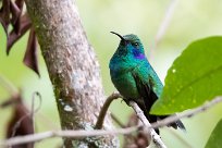 Colibrí oreja violeta menor (Colibri cyanote) Chirripo - Costa Rica