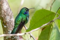 Colibrí oreja violeta menor (Colibri cyanote) Chirripo - Costa Rica