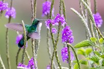 Colibrí oreja violeta menor (Colibri cyanote) Chirripo - Costa Rica