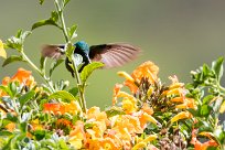 Colibrí oreja violeta menor (Colibri cyanote) Chirripo - Costa Rica