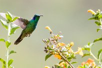 Colibrí oreja violeta menor (Colibri cyanote) Chirripo - Costa Rica