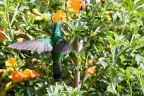 Colibrí oreja violeta menor (Colibri cyanote) Chirripo - Costa Rica