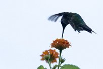 Colibri zémès (Colibrí de Dupont) Managua - Nicaragua