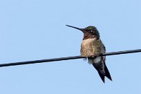 Colibri zémès (Colibri de Dupont) Managua - Nicaragua