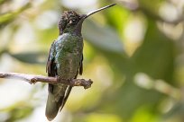 Colibrí magnífico (Colibri de Rivoli) Chirripo - Costa Rica