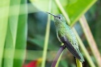 Esmeralda de Elvira (Colibri elvire) Chirripo - Costa Rica