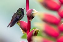 Esmeralda de Elvira (Colibri elvire) Chirripo - Costa Rica