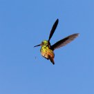 Colibrí verdemar (Colibri thalassin) Selva Negra - Nicaragua