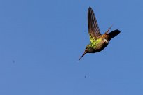 Colibrí verdemar (Colibri thalassin) Selva Negra - Nicaragua