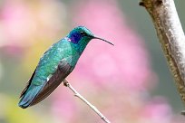 Colibrí verdemar (Colibri thalassin) Chirripo - Costa Rica