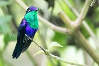 Zafiro coronado (Dryade couronnée) Turrialba - Costa Rica