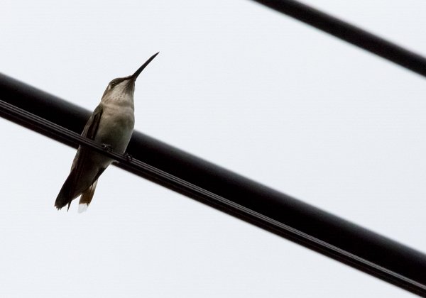 Colibri à gorge rubis