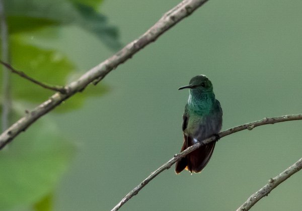 Colibri à queue bronzée