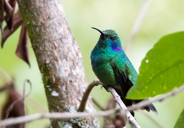 Colibri cyanote