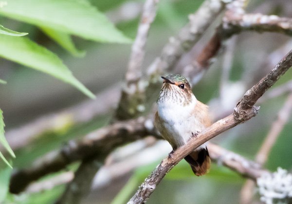 Colibri scintillant