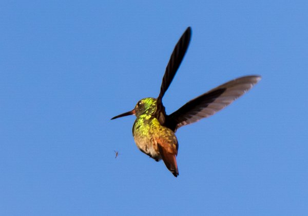 Colibri thalassin