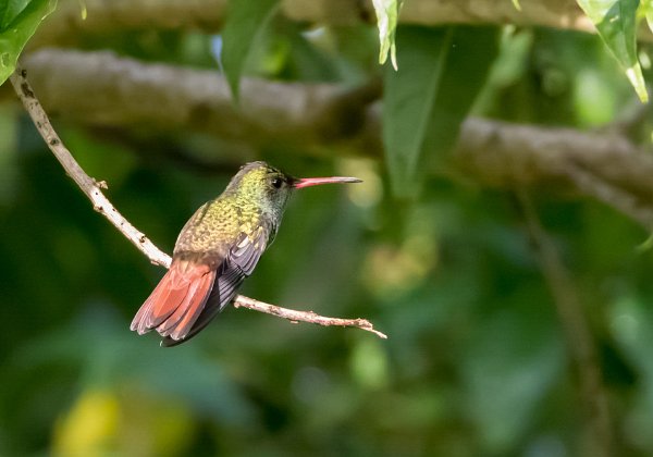 Trochilidés (Colibris)