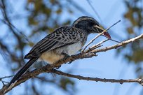 African Grey Hornbill (Calao à bec noir) Kwaï